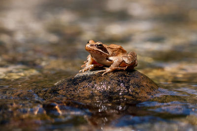 Frog on rock in pond