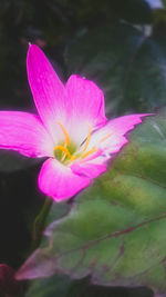 Close-up of pink flower