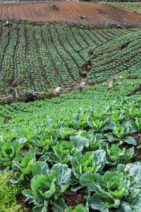 High angle view of crop in field