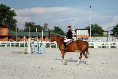 Horse standing on field against sky