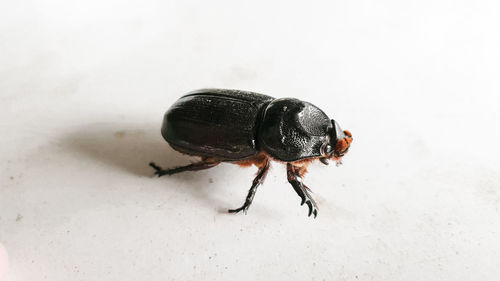 Close-up of insect on white background