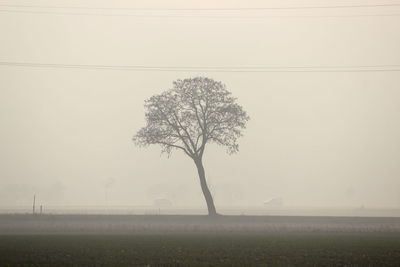 Bare tree on field against sky