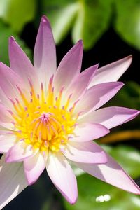 Close-up of pink flower