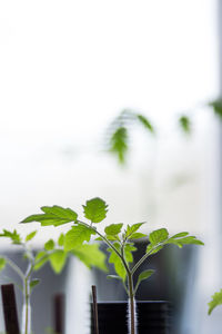 Close-up of potted tomato plant