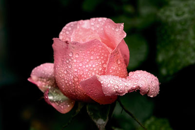 Close-up of wet pink rose