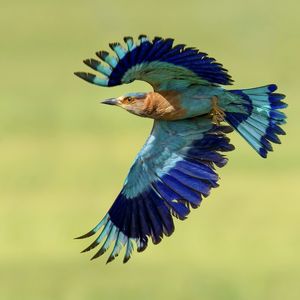 Close-up of bird flying against blue sky