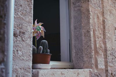 Close-up of potted plant against window