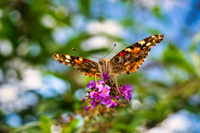 Close-up of butterfly pollinating on purple flower