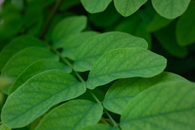 Green leaves of acacia on a tree branch.