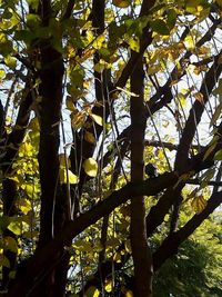 Low angle view of trees in forest against sky