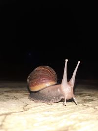 Close-up of snail on black background