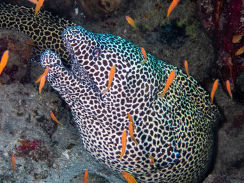 Close-up of fish swimming in sea