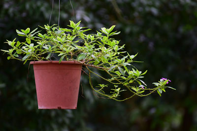 Close-up of small potted plant in yard