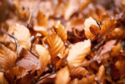 Close-up of dry leaves