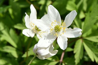 Close-up of white flowers
