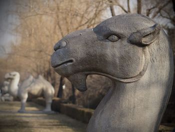 Close-up of lion statue