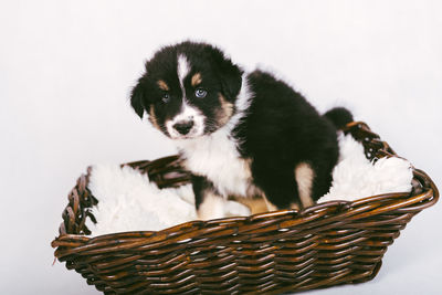 Portrait of puppy sitting on basket against white background