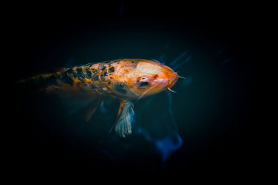 Close-up of fish swimming in sea