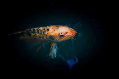 Close-up of fish swimming in pond, scotland 