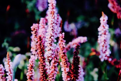 Close-up of pink flowers