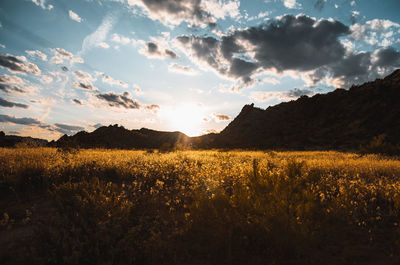 Scenic view of field against sky during sunset