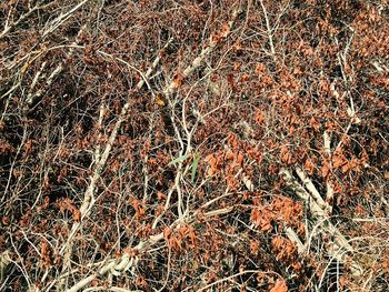 Full frame shot of lizard