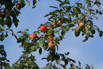 Low angle view of apples on tree against sky