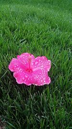 Plant growing on grassy field