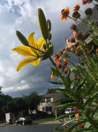 Close-up of flowers against sky