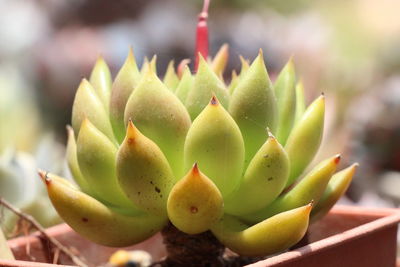 Close-up of succulent plant