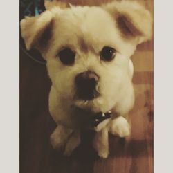 Portrait of a dog