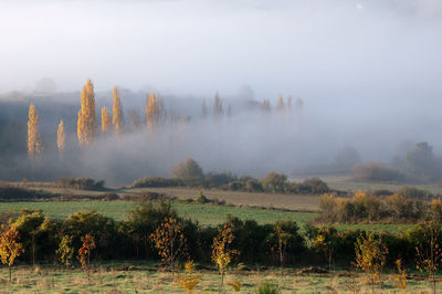 Panoramic shot of trees on field against sky