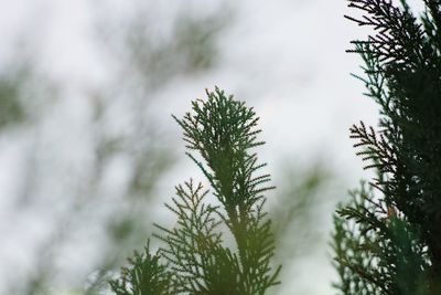 Close-up of tree against sky