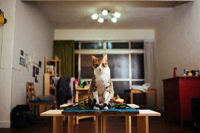 Portrait of cat sitting on table at home