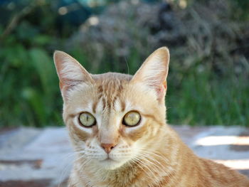 Close-up portrait of cat