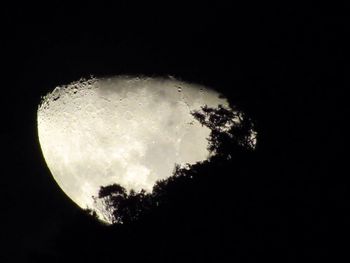 Silhouette trees against clear sky at night