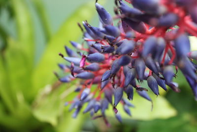 Close-up of purple flowers