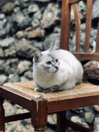 Portrait of cat relaxing on seat