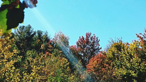 Low angle view of trees against blue sky