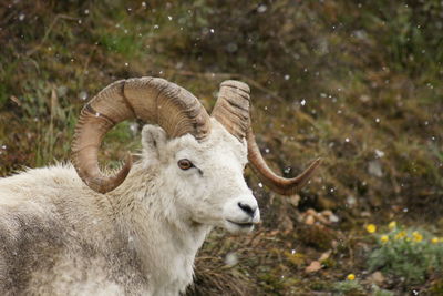 Portrait of an dall sheep on field