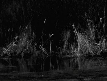 Reflection of trees in lake at night
