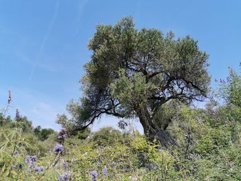 Flowering plants and trees on field against sky