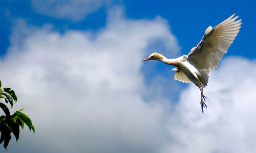 Low angle view of seagull flying