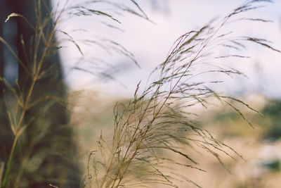 Close-up of stalks in field against sky