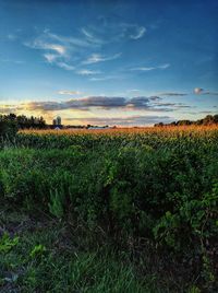 Scenic view of field against sky at sunset