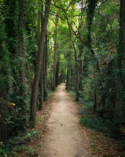 Road amidst trees in forest