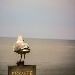 Seagull perching on wooden post by sea against sky
