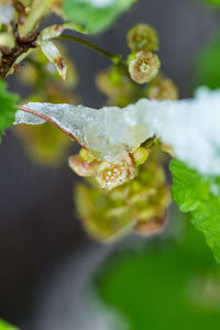 Close-up of flower plant