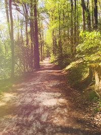 Dirt road amidst trees in forest