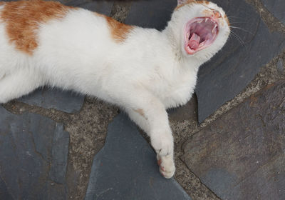 High angle view of cat yawning